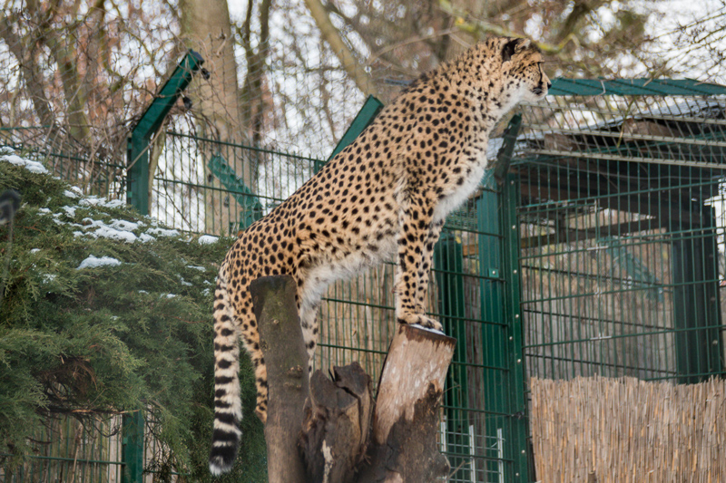 Zoo Landau